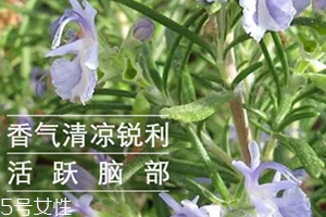 迷迭香精油怎么用？迷迭香精油使用注意事項