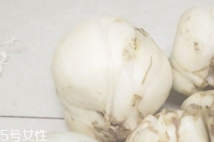 新鮮百合能種嗎？新鮮百合好種植嗎？