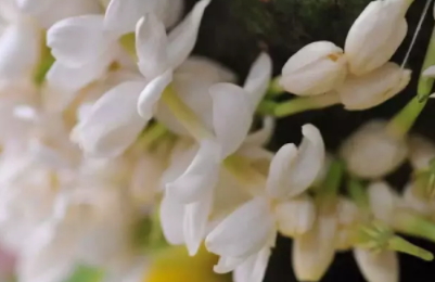 茉莉精油多少錢一瓶？茉莉精油為什么貴