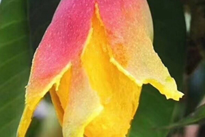 七彩芒多少錢一斤？七彩芒的功效與作用