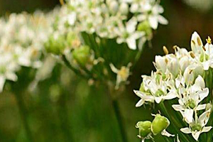 韭菜花多少錢一斤？韭菜花市場(chǎng)行情