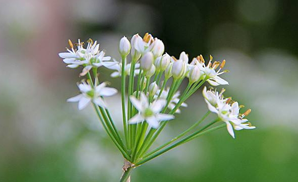 韭菜花多少錢一斤？韭菜花市場行情