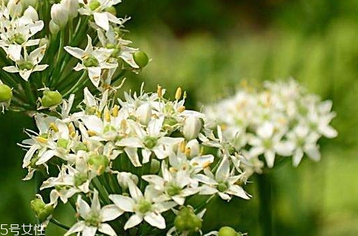 韭菜花和韭菜籽哪個好？韭菜花和韭菜籽的不同