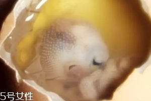 雞仔胎怎么煮？雞仔胎這樣做更美味