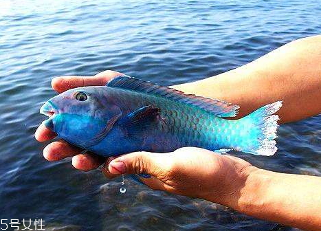 青衣魚(yú)和石斑哪個(gè)好吃 青衣魚(yú)怎樣煮才好吃