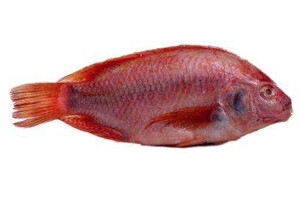 加吉魚(yú)多少錢一斤2018 加吉魚(yú)怎么選購(gòu)