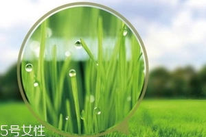 大麥若葉青汁會(huì)過敏嗎？
