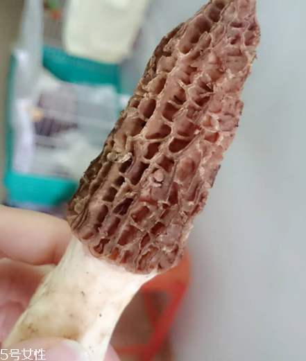 羊肚菌是什么東西？羊肚菌能吃嗎？