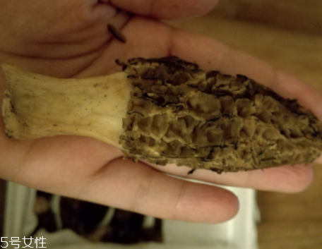 羊肚菌是怎么長出來的？