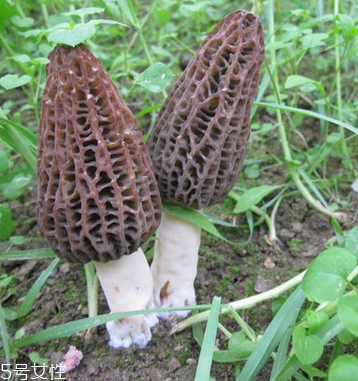 羊肚菌是發(fā)物嗎？羊肚菌屬于發(fā)物嗎？