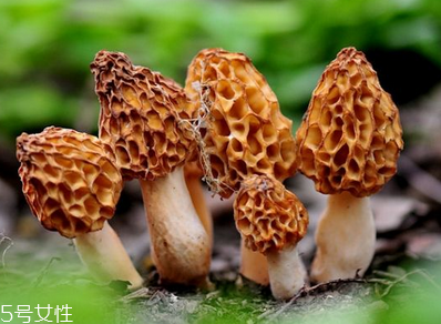 羊肚菌是發(fā)物嗎？羊肚菌屬于發(fā)物嗎？