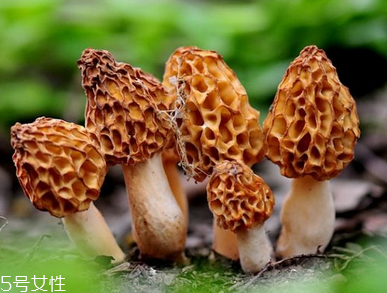 羊肚菌是什么顏色？羊肚菌是什么樣的