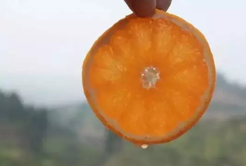 青見柑橘上火嗎？青見柑橘一天吃幾個好