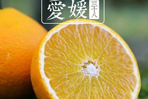 愛媛38號是橙子還是橘子？愛媛38號適合哪里種植？