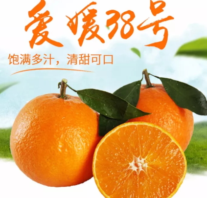愛媛38號是橙子還是橘子？愛媛38號適合哪里種植？