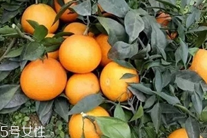 愛媛38號與沃柑哪個好吃？愛媛38號與沃柑對比