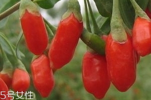 寧夏枸杞子多少錢一斤？寧夏枸杞價格