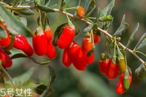 枸杞是發(fā)物嗎？枸杞屬于發(fā)物嗎？