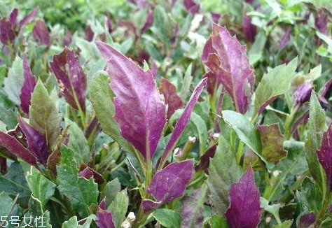 觀(guān)音菜有毒嗎 觀(guān)音菜吃多了會(huì)中毒嗎