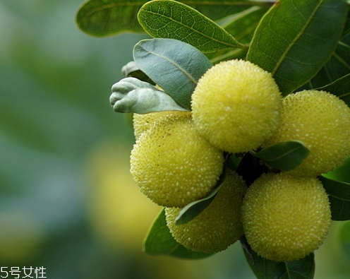 青楊梅的功效與作用 青楊梅多少錢(qián)一斤