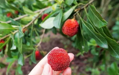 東魁楊梅好吃嗎？東魁楊梅為什么這么火