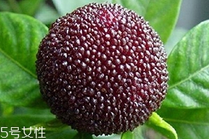 烏酥楊梅多少錢一斤？烏酥楊梅好吃嗎