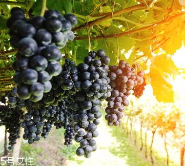 黑提是葡萄嗎？黑提和葡萄的區(qū)別