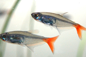 紅尾魚(yú)怎么做好吃？紅尾魚(yú)的做法大全