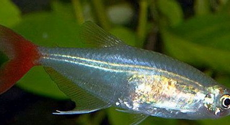 紅尾魚(yú)怎么做好吃？紅尾魚(yú)的做法大全