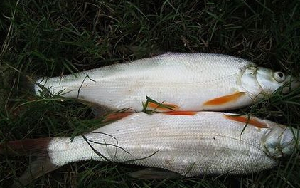 紅尾魚(yú)怎么做好吃？紅尾魚(yú)的做法大全