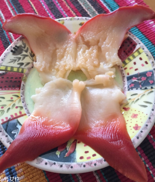 北極貝是海鮮嗎？北極貝介紹