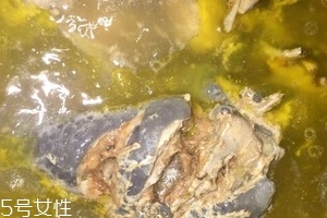 烏骨雞是烏雞嗎？烏骨雞是什么雞？