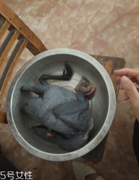 烏骨雞是烏雞嗎？烏骨雞是什么雞？