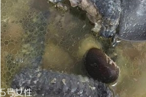 烏雞是發(fā)物嗎？烏雞屬于發(fā)物嗎？
