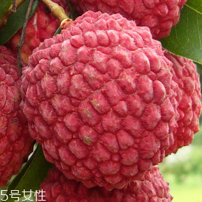 荔枝的品種 荔枝有哪些種類(lèi)？