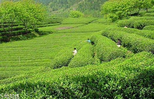 日照綠茶哪個牌子好？日照綠茶怎么辨別好壞