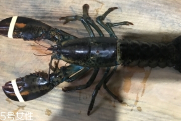 波士頓龍蝦是淡水的嗎？波士頓龍蝦是海里的嗎？