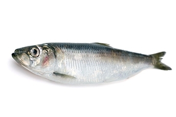青魚是淡水魚還是海魚？青魚是淡水魚嗎？