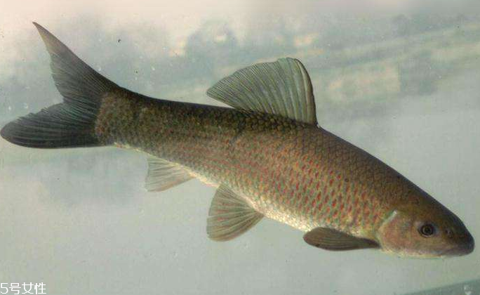 青魚是淡水魚還是海魚？青魚是淡水魚嗎？