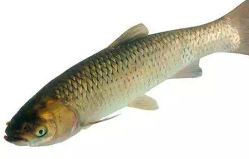 青魚是淡水魚還是海魚？青魚是淡水魚嗎？