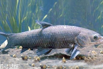 青魚是發(fā)物嗎？吃青魚會過敏嗎？