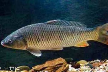 青魚是發(fā)物嗎？吃青魚會(huì)過敏嗎？