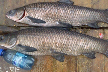 青魚是發(fā)物嗎？吃青魚會(huì)過敏嗎？