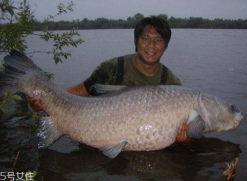 青魚能做魚干嗎？青魚怎么做成魚干？