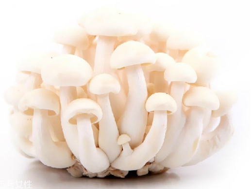 白玉菇和海鮮菇的區(qū)別 白玉菇和海鮮菇是一樣的嗎？