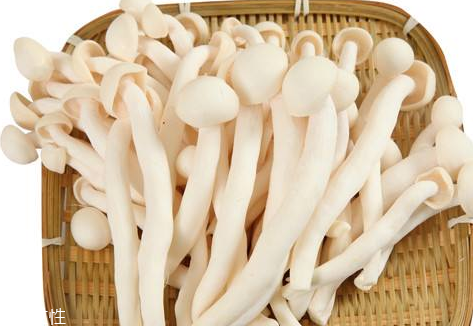 白玉菇的營(yíng)養(yǎng)價(jià)值 白玉菇有什么營(yíng)養(yǎng)？