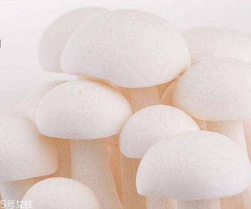 白玉菇的吃法 白玉菇能燉雞嗎？