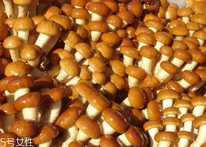 滑子菇的功效 滑子菇有什么作用？