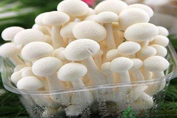 白玉菇為什么是苦的？白玉菇怎么會苦？