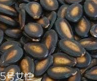 西瓜子的宜忌人群 西瓜子不是適合哪些人吃？